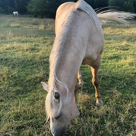 Gazdovsky Dvor Peter Jurky Vasilov