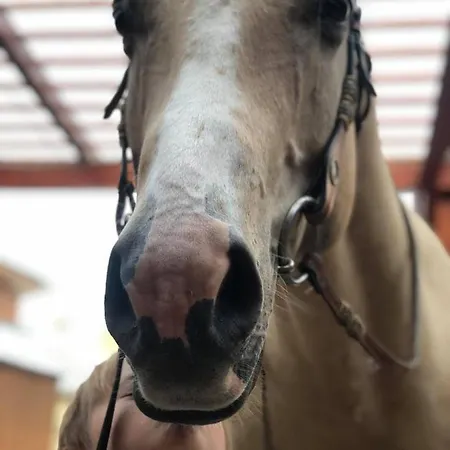 Gazdovsky Dvor Peter Jurky