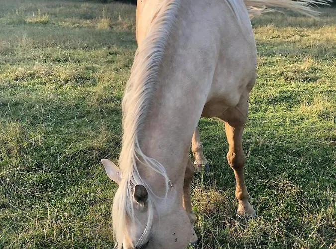 Gazdovsky Dvor Peter Jurky Vasilov