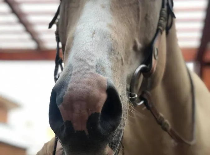 Gazdovsky Dvor Peter Jurky